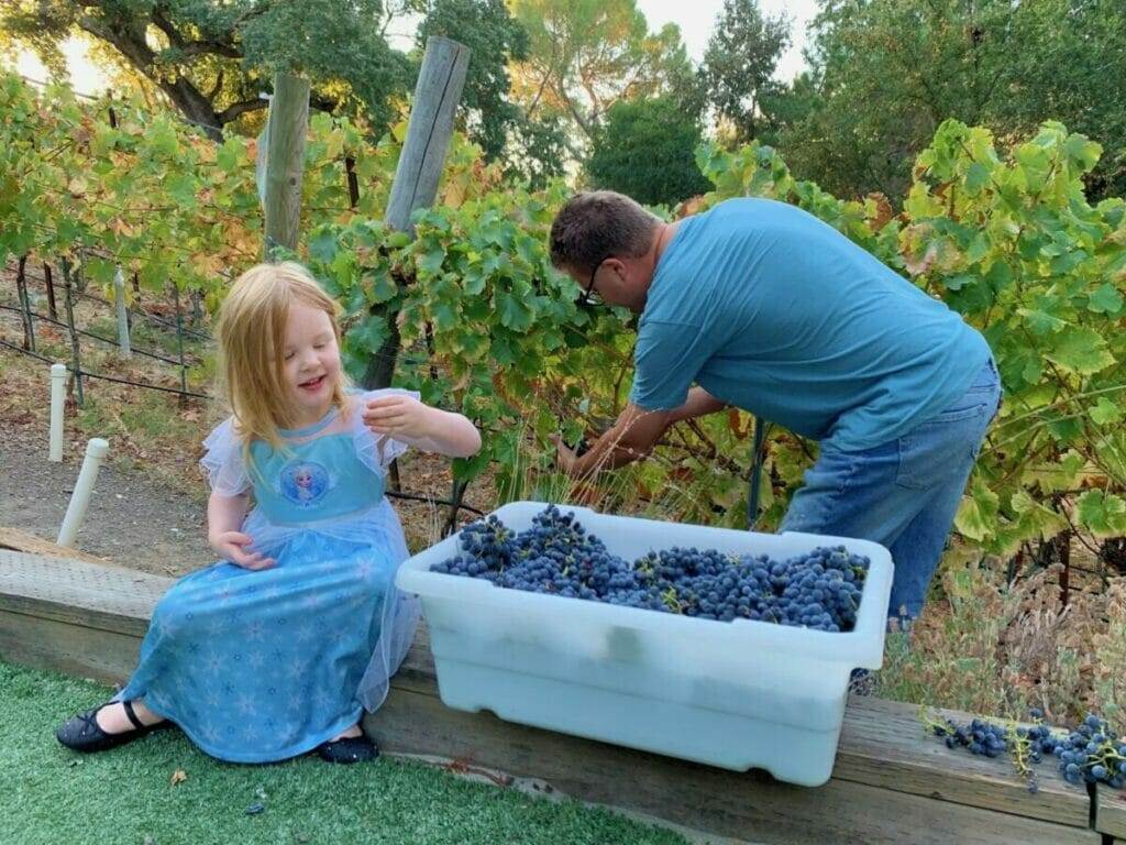 man, little girl, picking grapes, vineyard