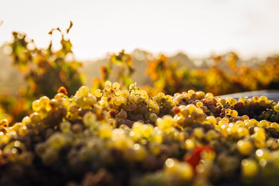 A close up of grapes in a vineyard.