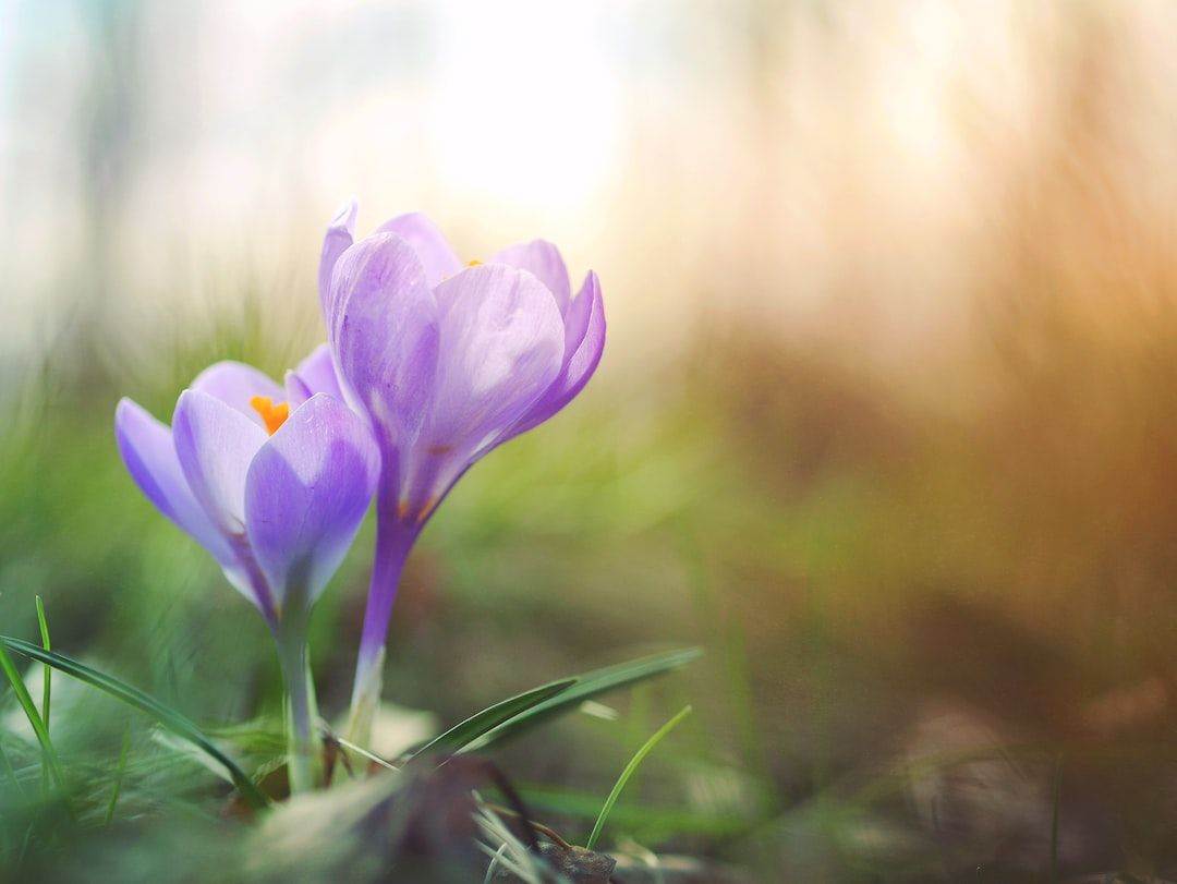 Two purple crocuses are growing in the grass.