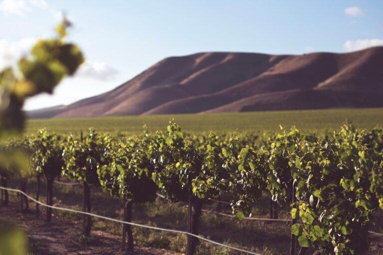 Creating the Perfect Wine Cellar: Construction Tips and Techniques