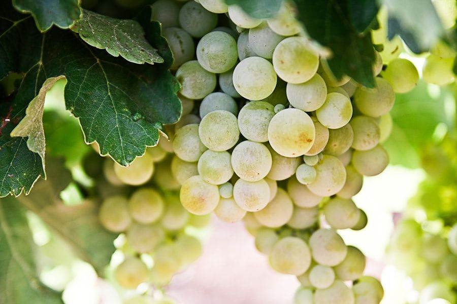 Close-up of a cluster of green grapes hanging from a vine, surrounded by lush green leaves, in bright daylight.