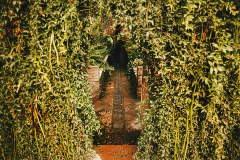 A pathway bordered by dense green foliage and brick walls guides you toward a darker, shadowed area reminiscent of the secret allure found in outdoor wine cellars.