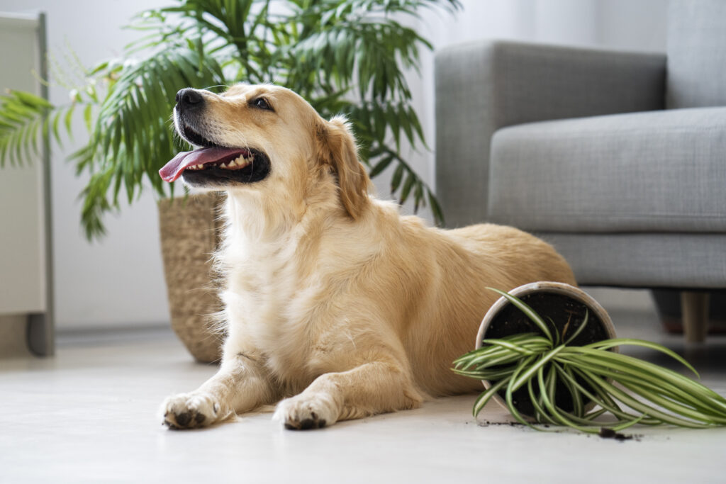 A golden retriever lies on the floor indoors next to a spilled potted plant, with soil scattered on the ground—a classic scene during Northern California heat waves when pets seek cool spots inside.