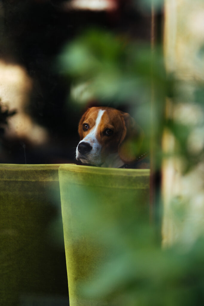 A brown and white dog rests its head on a green chair, looking through a glass window at the blurred greenery outside—a serene moment during one of Northern California’s occasional heat waves.