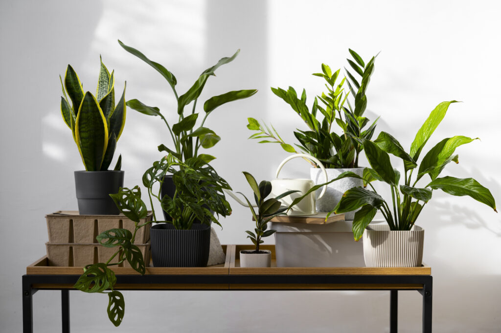 A group of various potted houseplants arranged on a wooden table against a white wall, thriving in Northern California’s natural light as gentle shadows hint at the region’s shifting humidity.