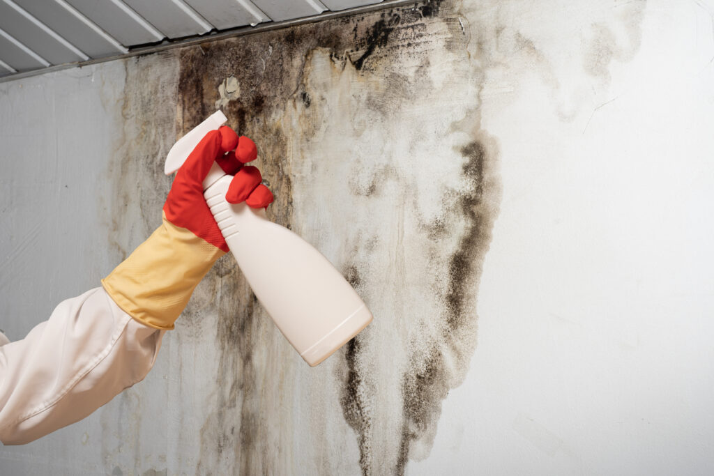 A person wearing gloves sprays a cleaning solution onto a moldy, stained wall—an important step in mold prevention, especially in damp subterranean cellars.