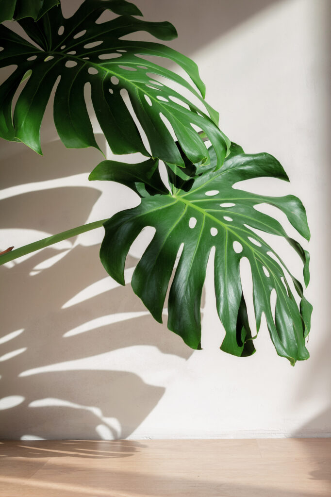 Large green monstera leaves casting shadows on a white wall, sunlight from the top right corner evoking Northern California’s light. A wooden floor is visible at the bottom, suggesting tranquility despite occasional heat waves.