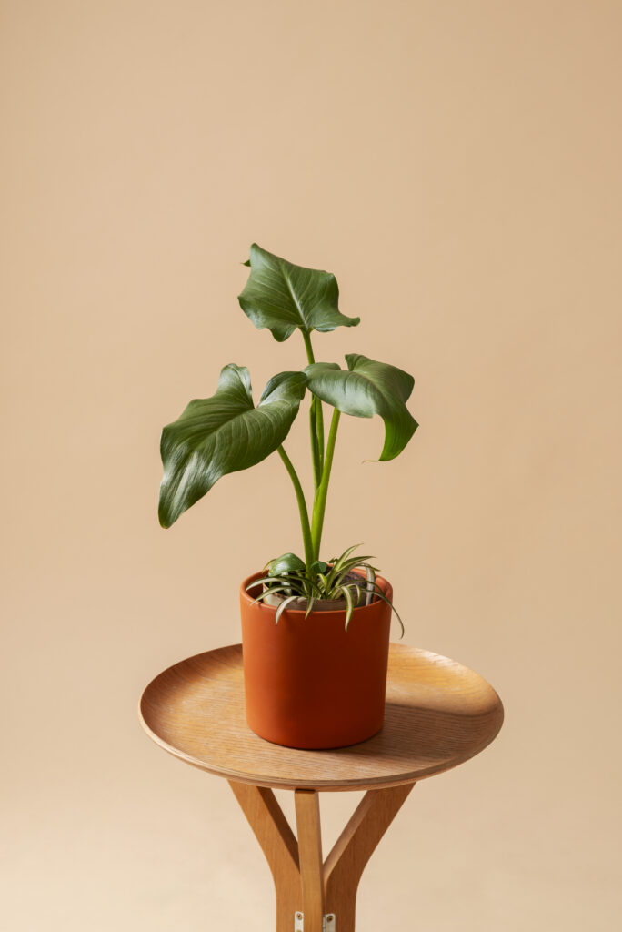 A potted plant with large green leaves sits on a round wooden table against a plain beige background, thriving despite the Northern California heat waves.