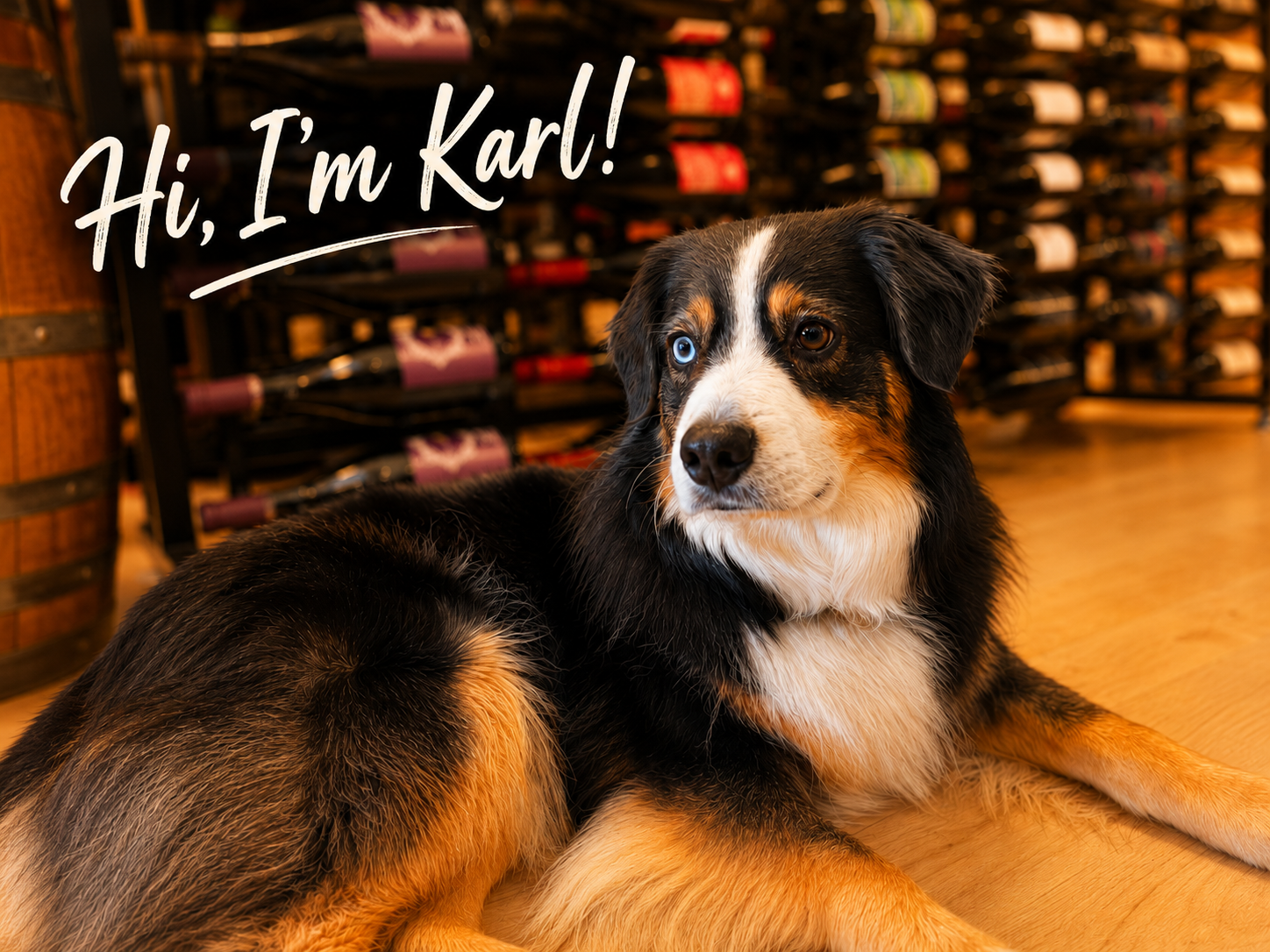 Karl, Wine Hardware's wine club mascot, relaxing in the cellar